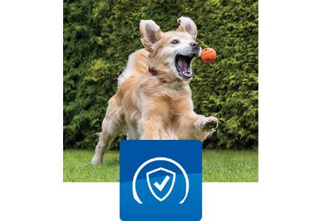 Dog running and playing in a field