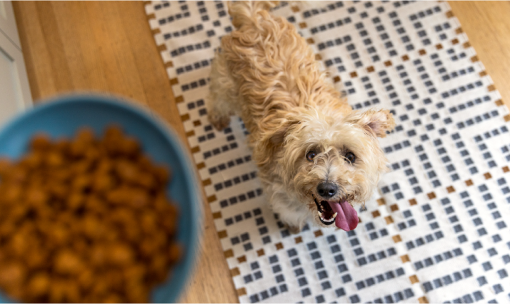 Dog looking up at food bowl